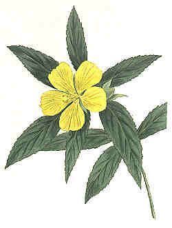 Turnera angustiflora